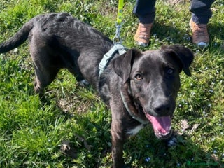 Meticcio cani 11mesi,nero,tg media salito mesi fa a MILANO a Città metropolitana di Milano - Annuncio 24