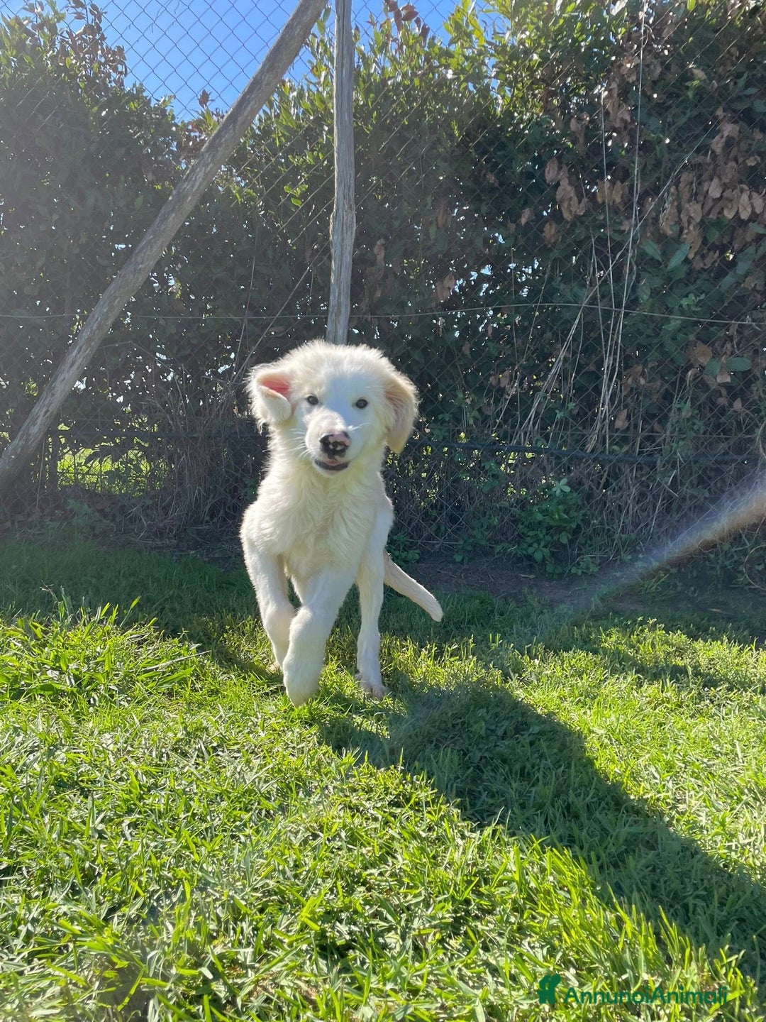 Pastore Maremmano cani in regalo: Cesare, cucciolo dal nasino maculato - Annuncio 12