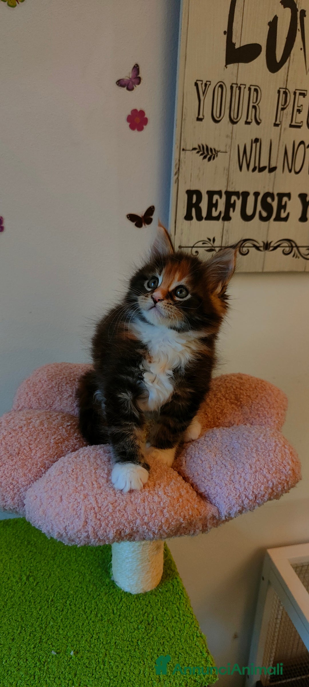 Maine Coon gatti in vendita: piccoli giganti Cattery - Annuncio 8