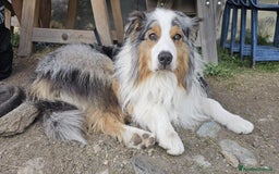 Australian Shepherd cani per accoppiamento: X Monta - Pastore Australiano Blue Merle Pedigree - Immagine 3