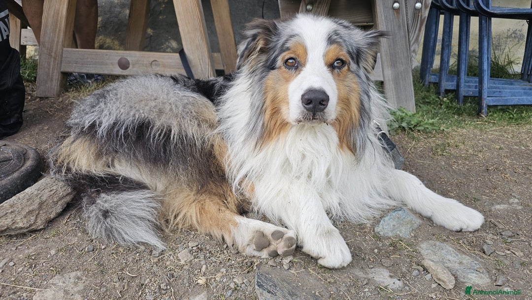 Australian Shepherd cani per accoppiamento: X Monta - Pastore Australiano Blue Merle Pedigree - Immagine 3