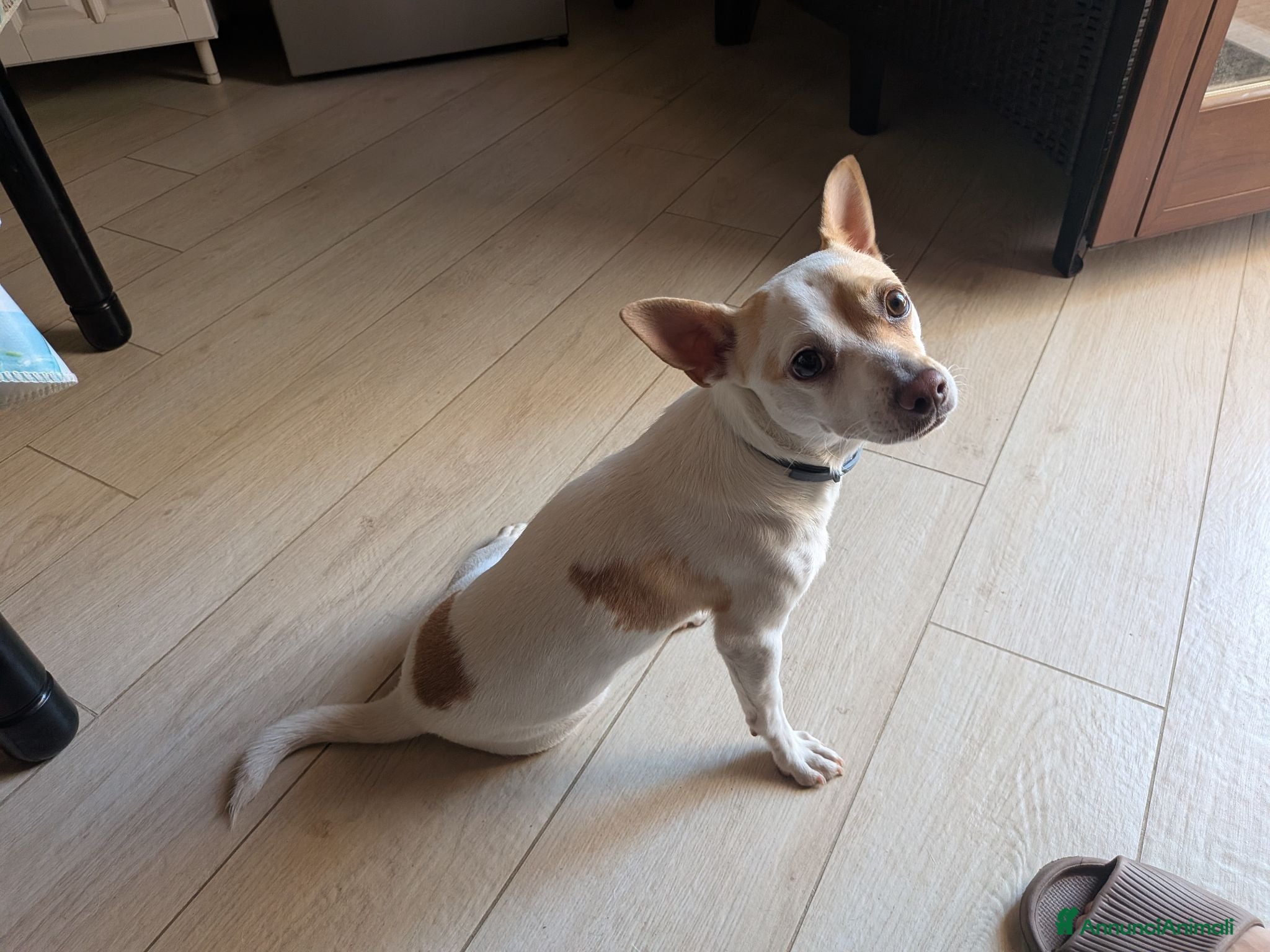 Meticcio cani Taglia piccola per monta - Annuncio 18