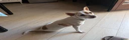 Meticcio cani per accoppiamento: Taglia piccola per monta a Libero consorzio comunale di Agrigento - Annuncio 1