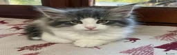 Norvegese gatti in vendita:  Gattino cucciolo di gatto norvegese delle foreste a Provincia di Parma - Annuncio 5