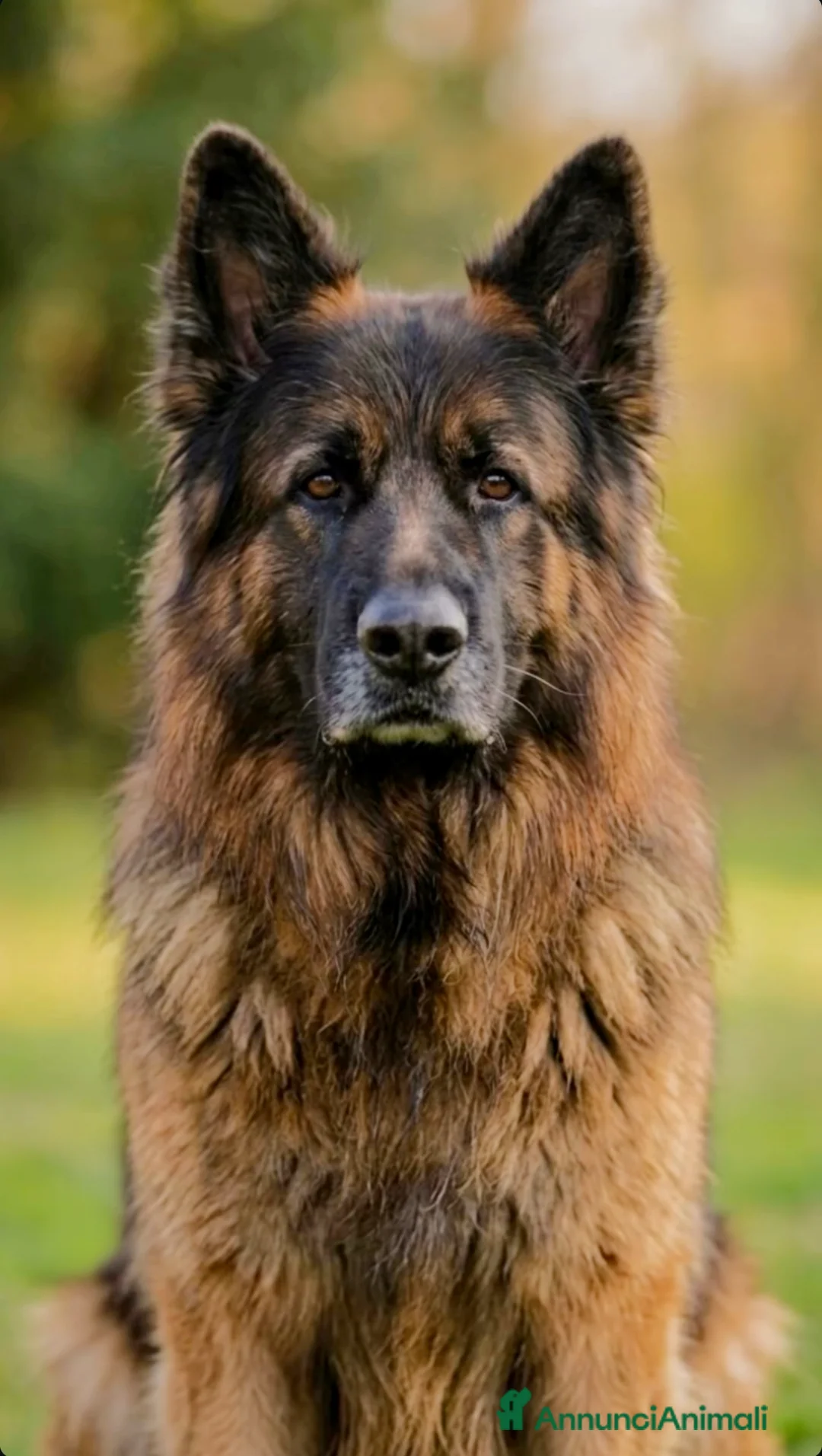 Pastore Tedesco cani per accoppiamento: Disponibile per monta  a Provincia di Avellino - Annuncio 1