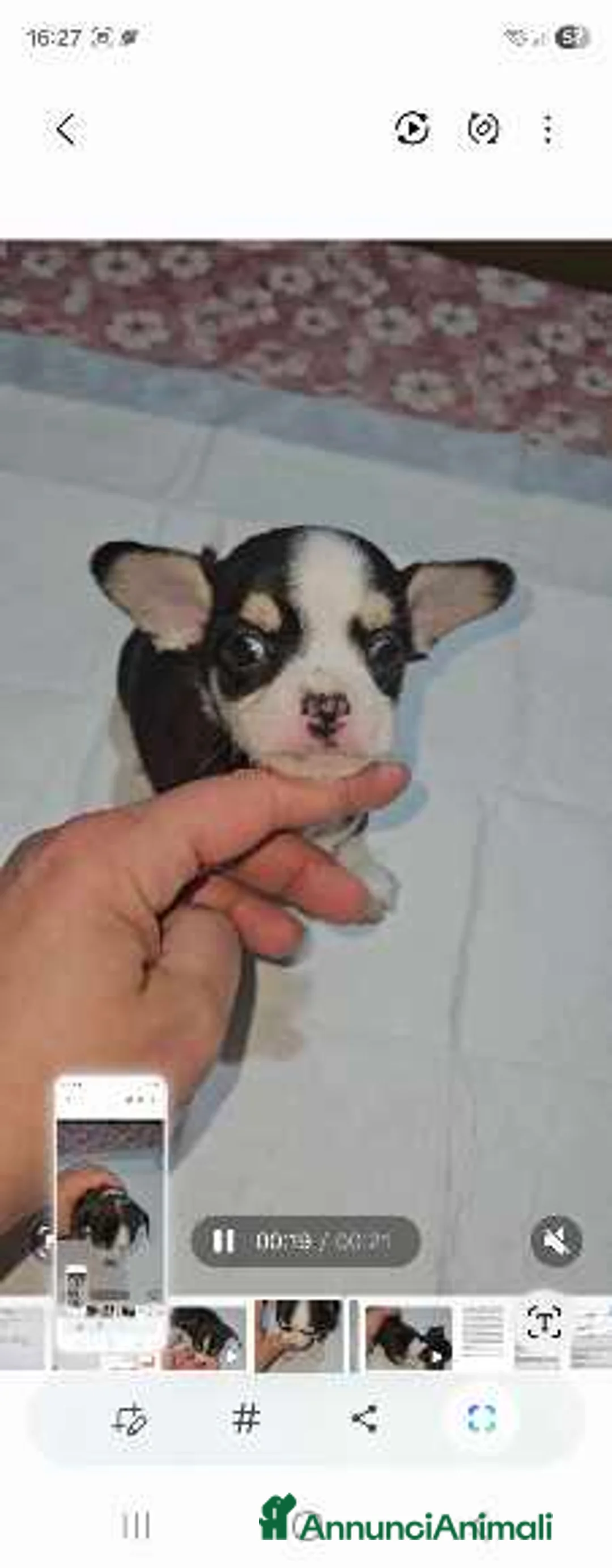 Chihuahua cani in vendita: Chihuahua mini toy - Annuncio 11
