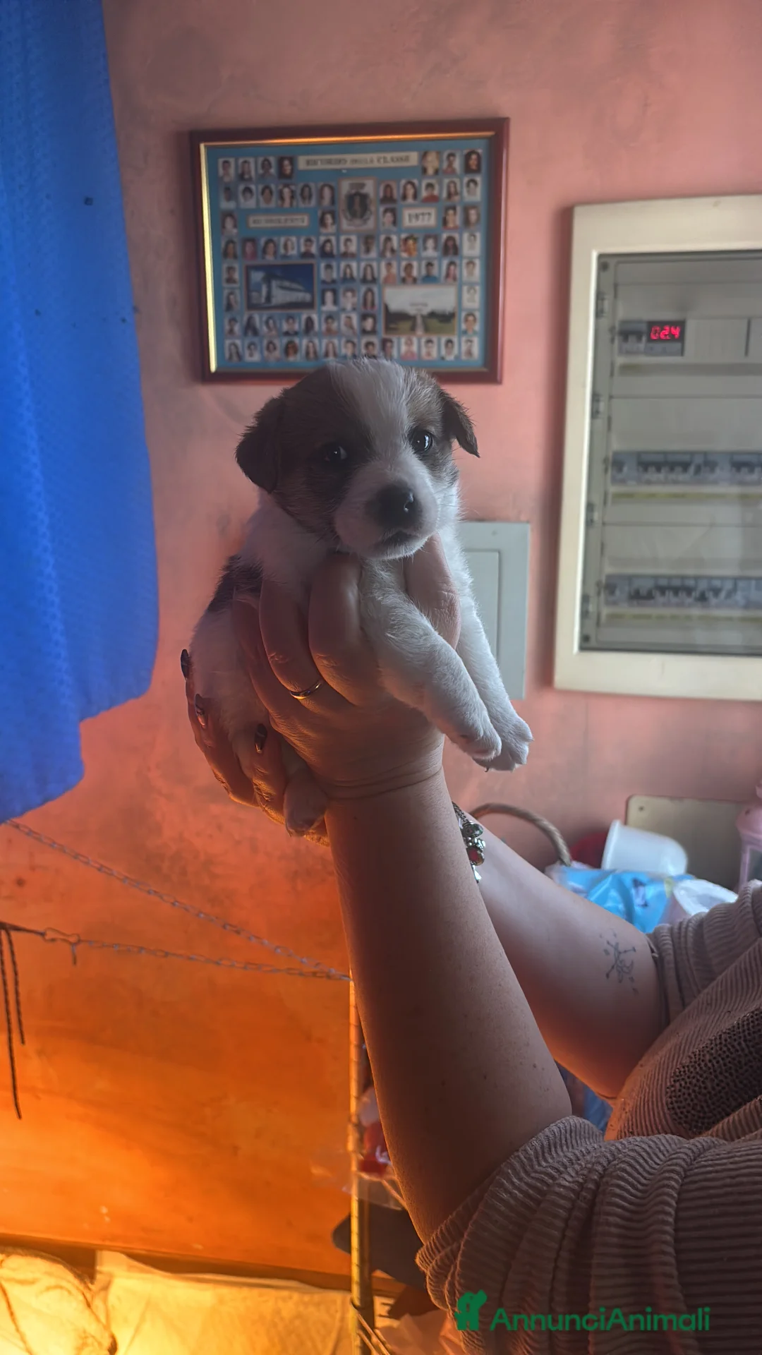 Jack Russell cani in vendita: Cuccioli dí jack russel terrier - Annuncio 6