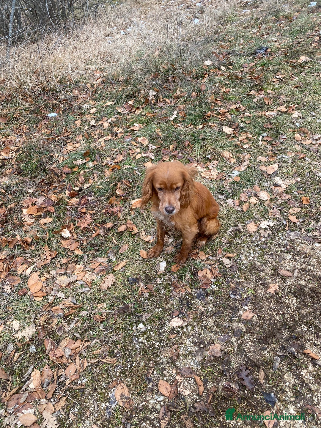 Breton cani in regalo: Regalo - Annuncio 4