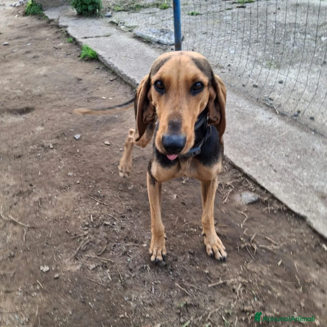 Meticcio cani in regalo: BOBO 💙 - anima gentile e dolce, cerca casa ♥️ - Annuncio 3