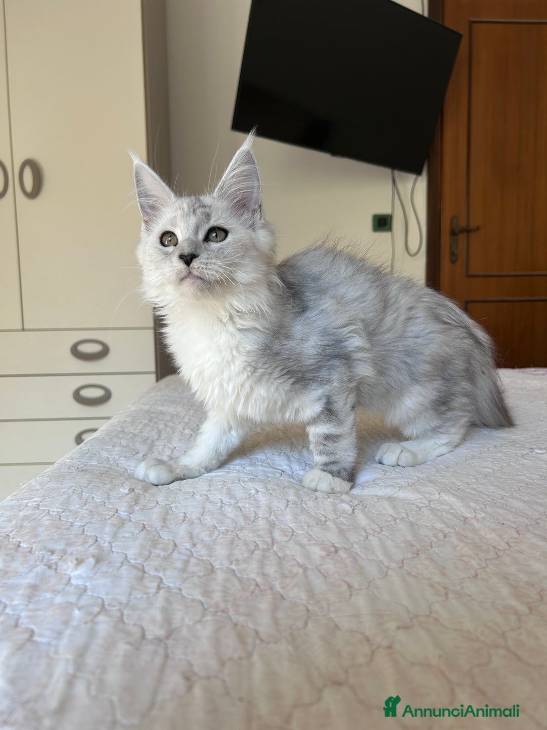 Maine Coon gatti in vendita: Maine Coon femmina ped. Anfi - Annuncio 4