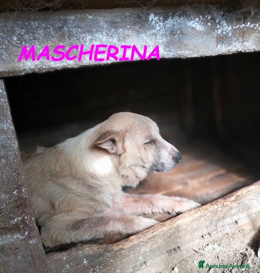Meticcio cani in regalo: MASCHERINA merita un po' di fortuna! - Annuncio 2