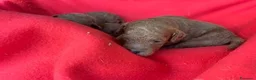 Barboncino cani in vendita: Cuccioli Barboncini red toy - Annuncio 3