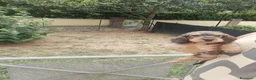 Bassotto cani in vendita: Bassotto pelo duro nano con pedigree  - Annuncio 14