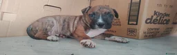 American Staffordshire cani in vendita: America staffordshire - Annuncio 7