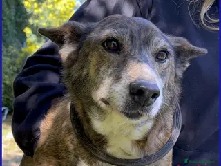 Meticcio cani WILMA dolce nonnina tigrata - Annuncio 9