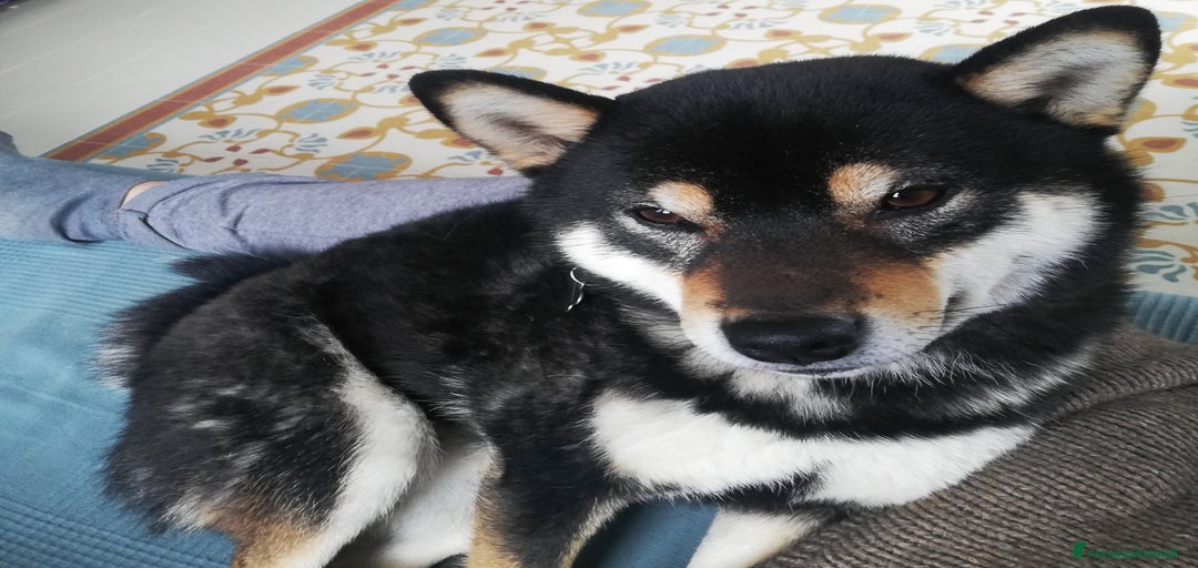 Immagine della galleria {{count}}