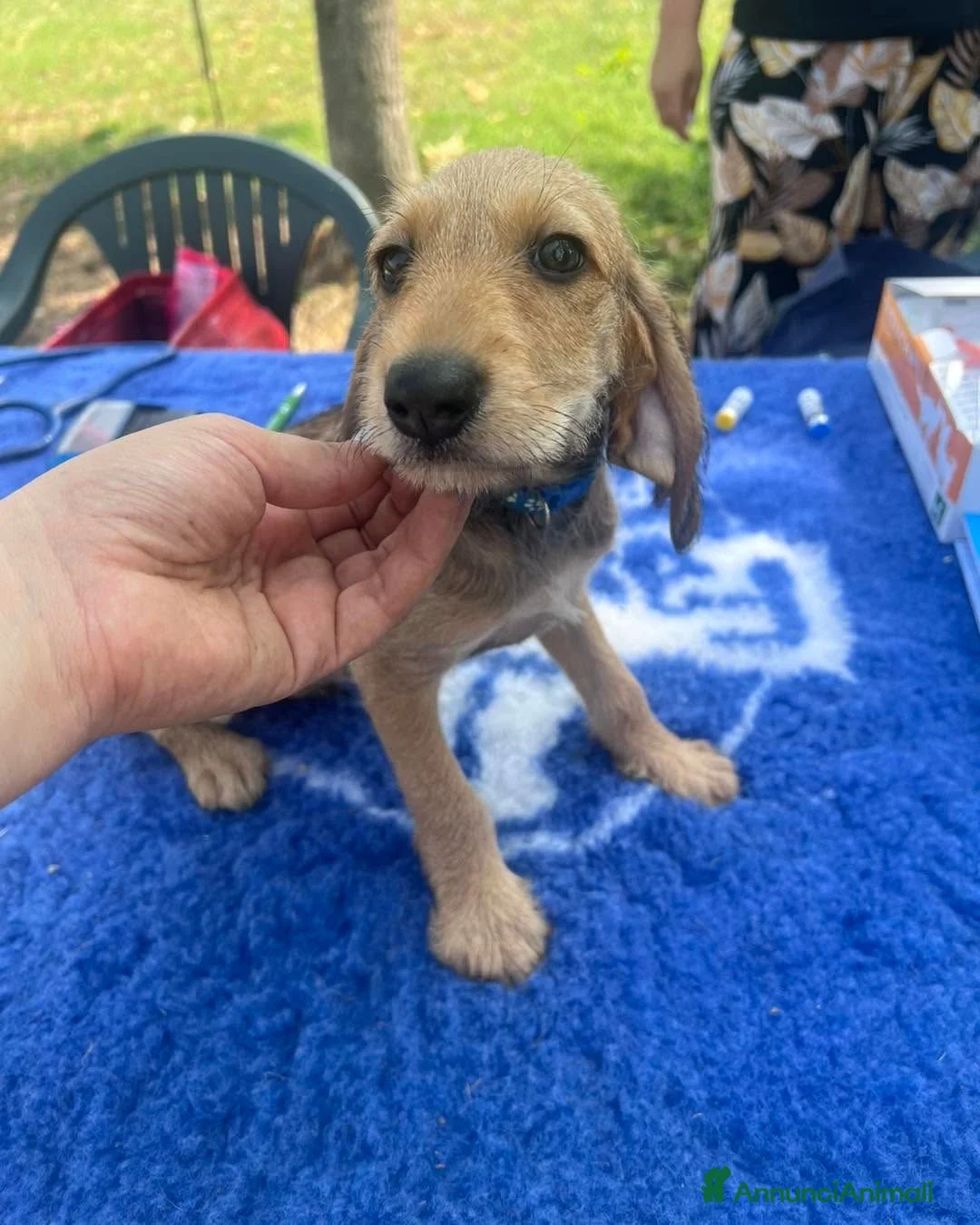 Segugio dell'Appennino cani in vendita: Cuccioli segugio dell'appennino - Annuncio 2