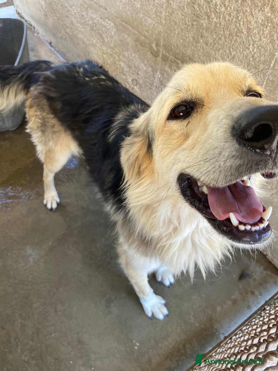 Meticcio cani in regalo: LEONE, cagnolone straordinario! Tg grande. - Annuncio 4