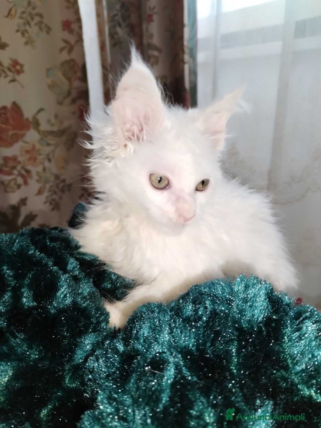 Maine Coon gatti in vendita: Maine coon  - Annuncio 3