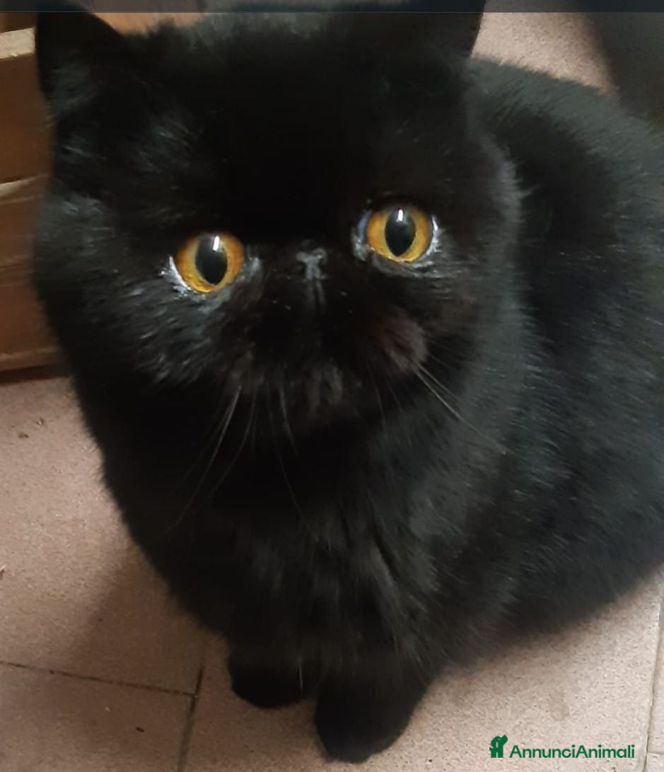 Exotic Shorthair gatti Cuccioli esotici molto belli  - Annuncio 6