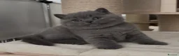 British gatti in vendita: British shorthair blu - Annuncio 8