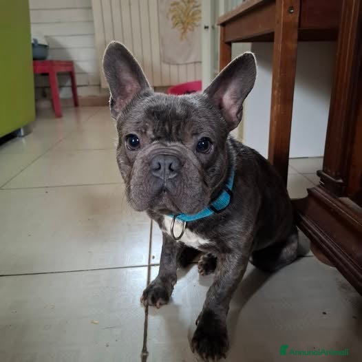 Bulldog Francese cani Shamus Cerca Famiglia. Info Monica 3890238584 - Annuncio 1