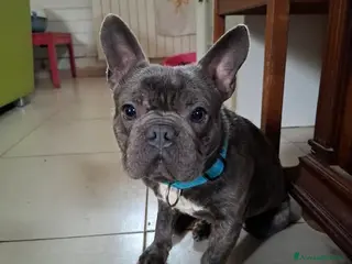 Bulldog Francese cani Shamus Cerca Famiglia. Info Monica 3890238584 - Annuncio 1