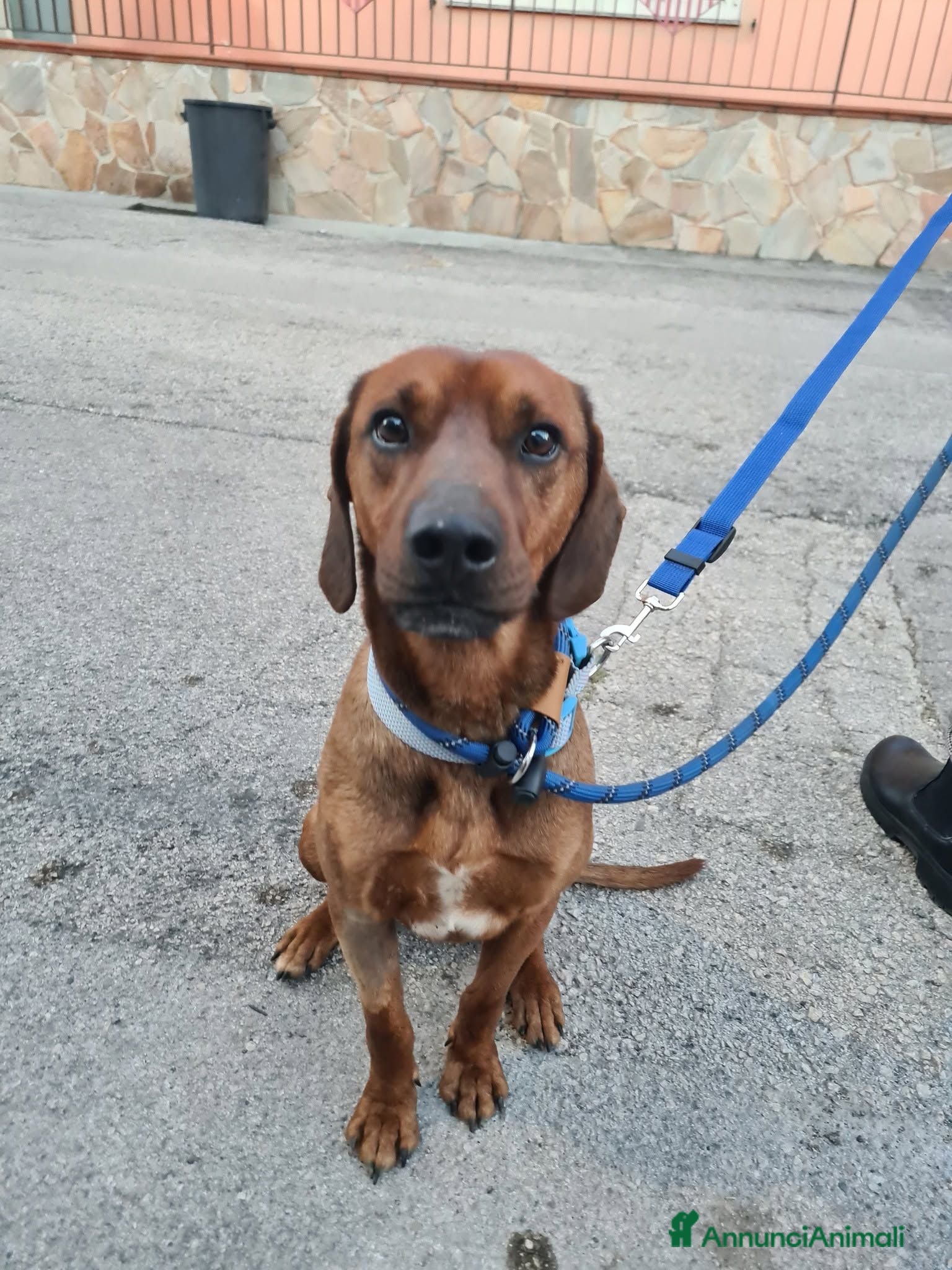 Meticcio cani Byron, simil segugio! (15kg) - Annuncio 23