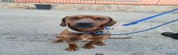 Meticcio cani in regalo: Byron, simil segugio! (15kg) - Annuncio 1