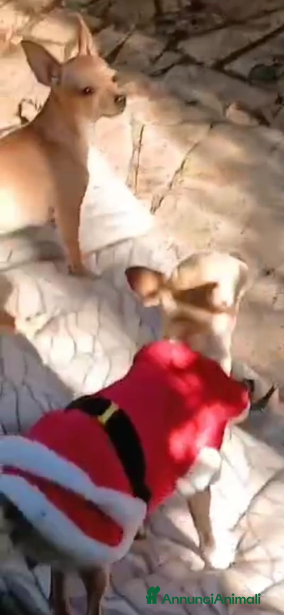 Chihuahua cani in vendita: Cuccioli chihuahua - Annuncio 16