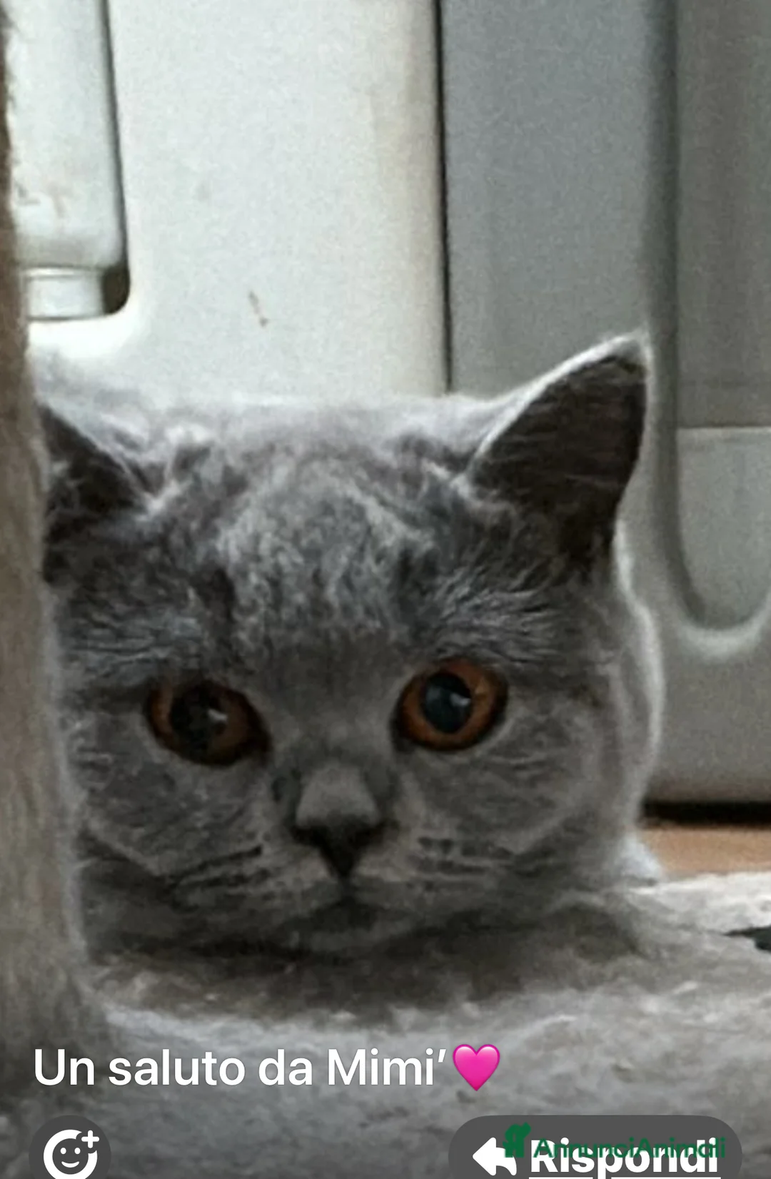 Immagine della galleria {{count}}