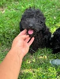Barboncino cani Cucciolo barboncino nano - Annuncio 20