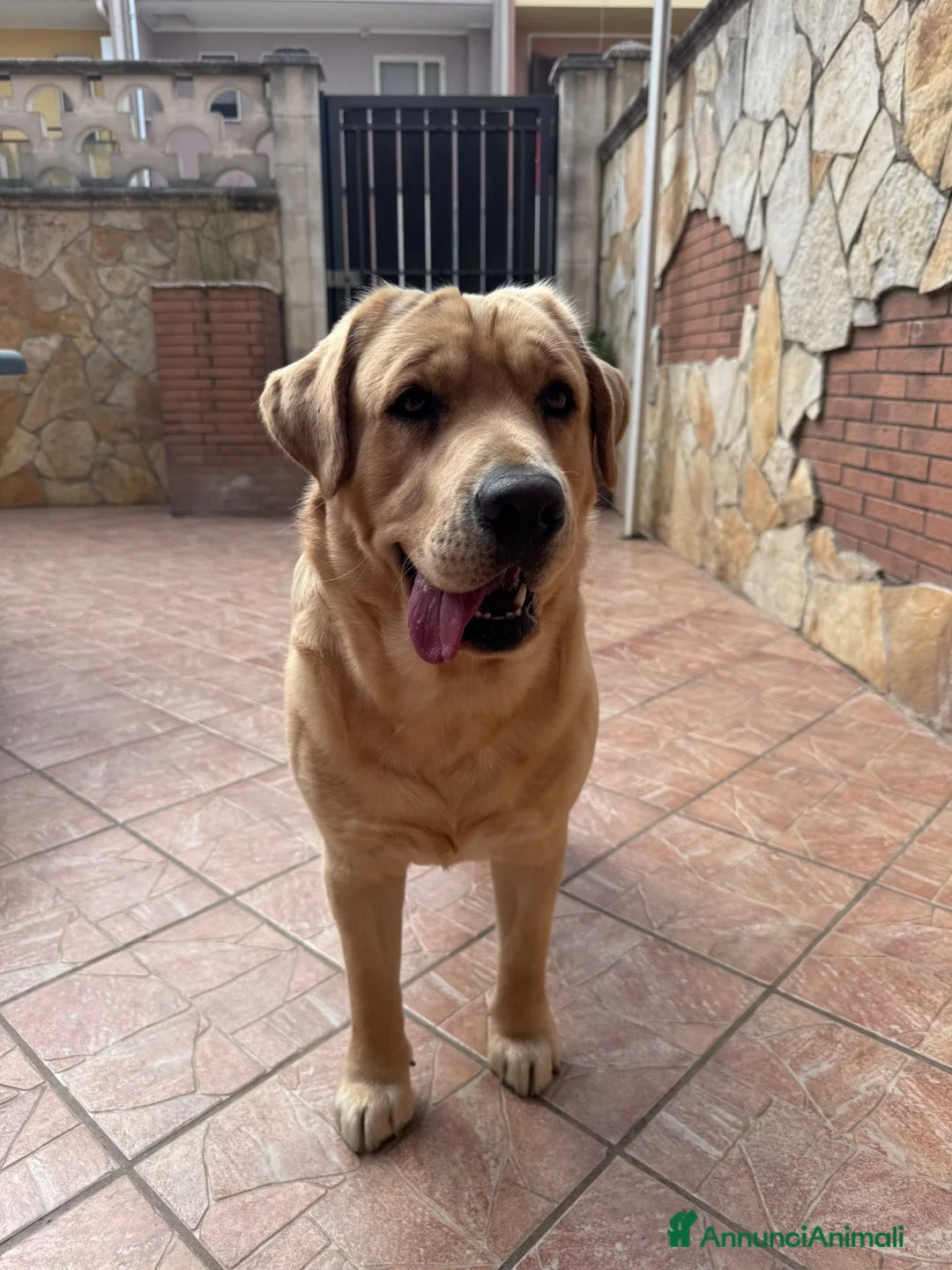 Labrador cani per accoppiamento: labrador per accoppiamento a Provincia di Lecce - Annuncio 2