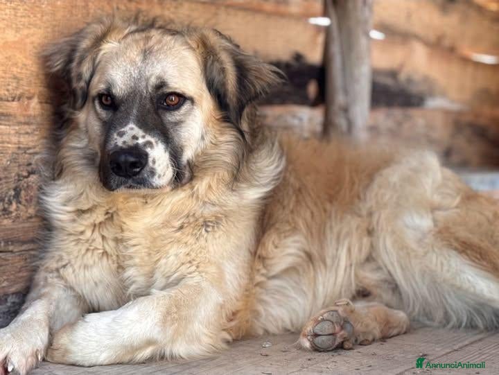 Meticcio cani Lillo - Annuncio 4