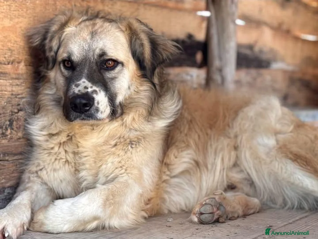 Meticcio cani in regalo: Lillo - Annuncio 1