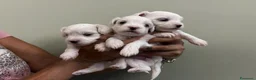 Maltese cani in vendita: Cuccioli di razza Maltese - Annuncio 1