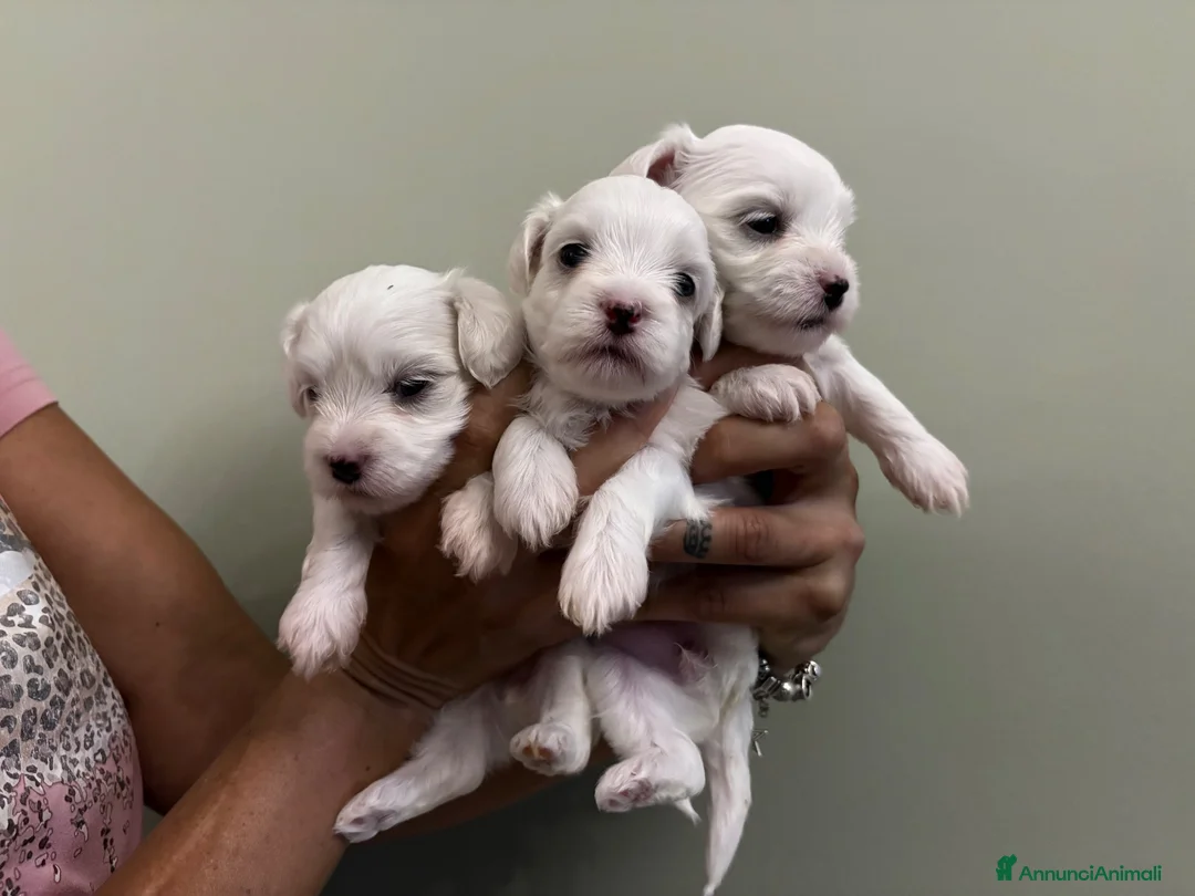 Maltese cani in vendita: Cuccioli di razza Maltese - Annuncio 1