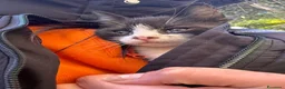 Meticcio gatti in regalo: Cercasi casa per cuccioli  - Annuncio 11