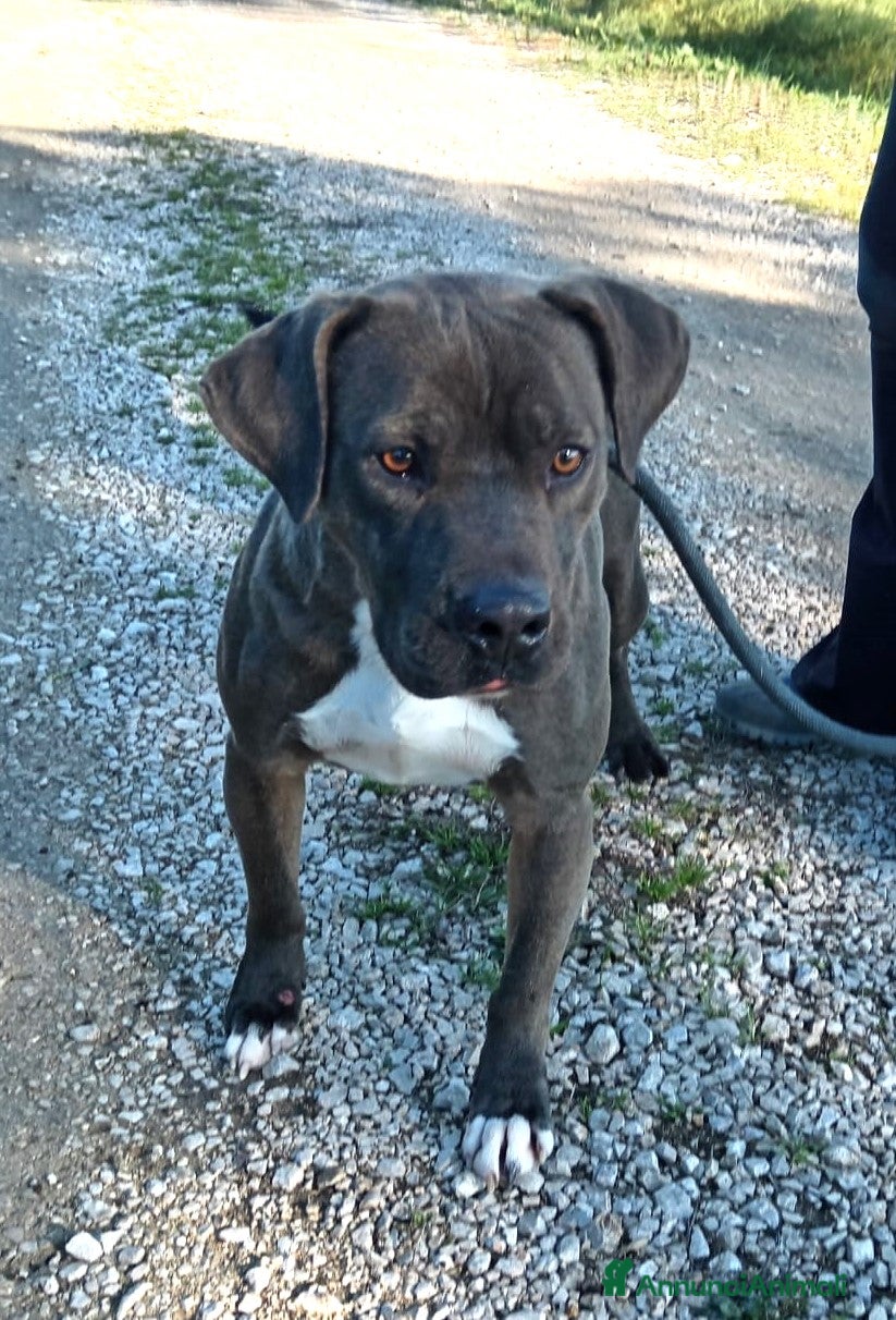 Pitbull cani Simone Pit bull dal manto grigio in adozione a Provincia di Latina - Annuncio 2
