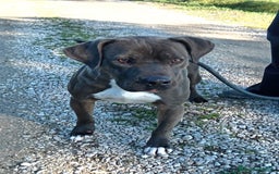 Pitbull cani in regalo: Simone Pit bull dal manto grigio in adozione a Provincia di Latina - Immagine 2