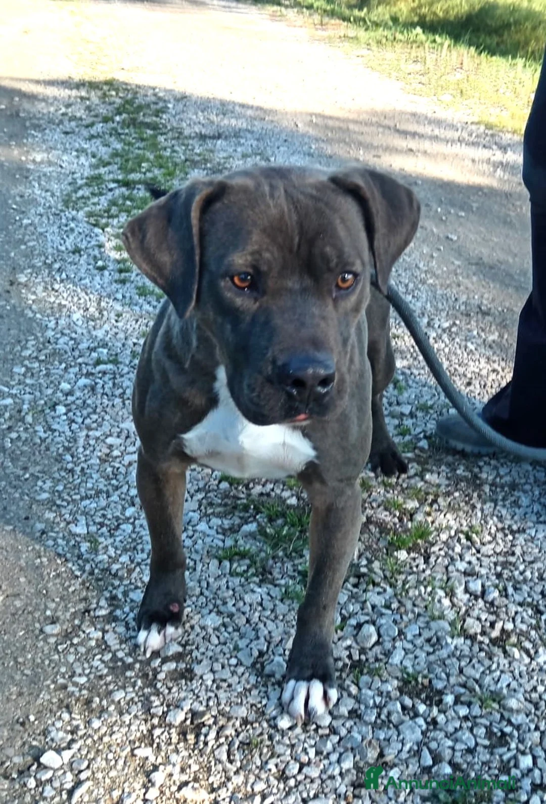 Pitbull cani in regalo: Simone Pit bull dal manto grigio in adozione a Provincia di Latina - Annuncio 2