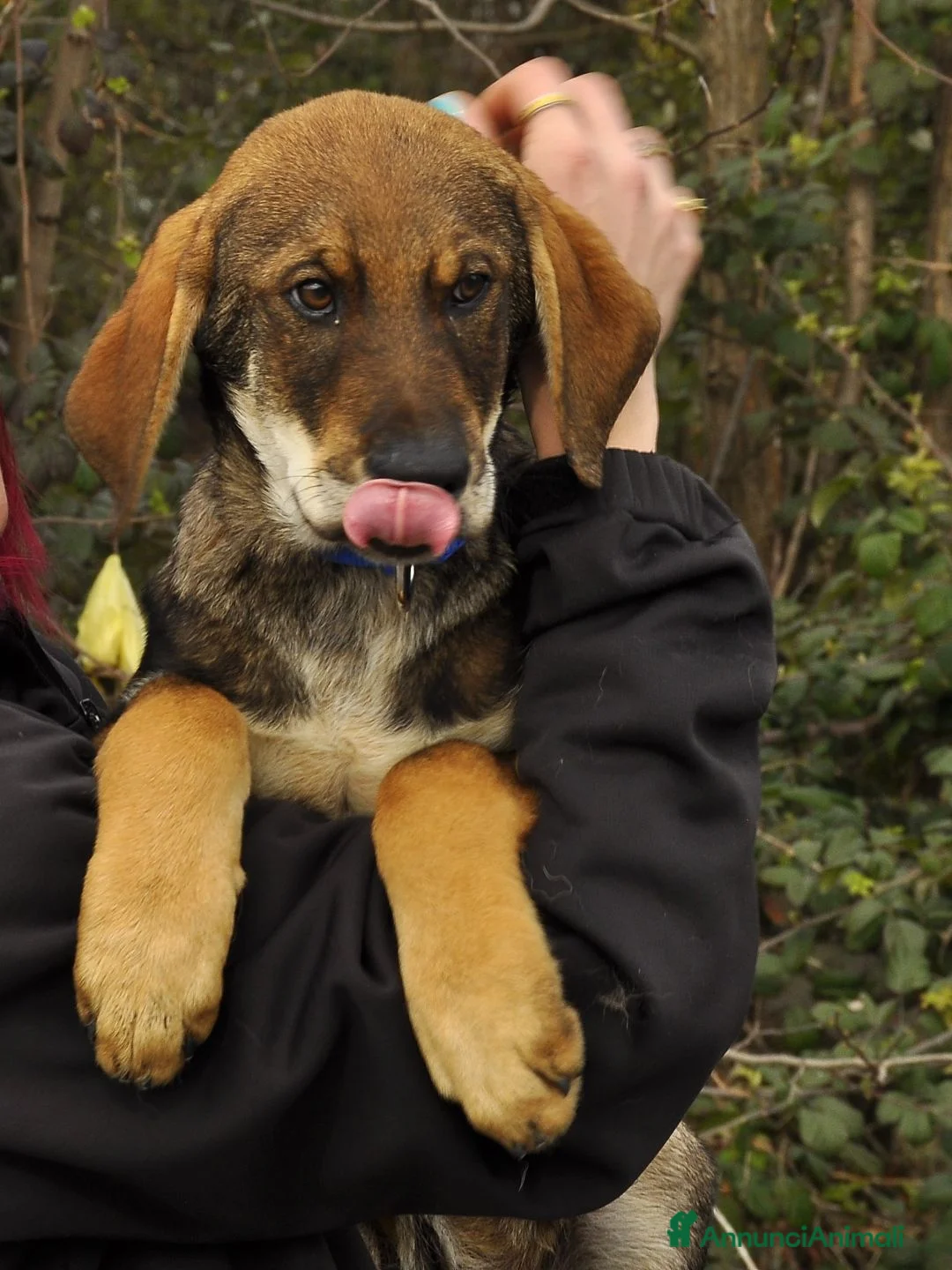 Meticcio cani in regalo: conan - Annuncio 5