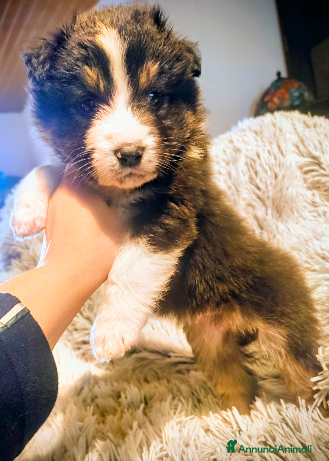 Australian Shepherd cani in vendita: Cucciolo di Pastore australiano  - Annuncio 3