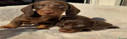 Bassotto cani in vendita: Bassotti cuccioli  - Annuncio 1