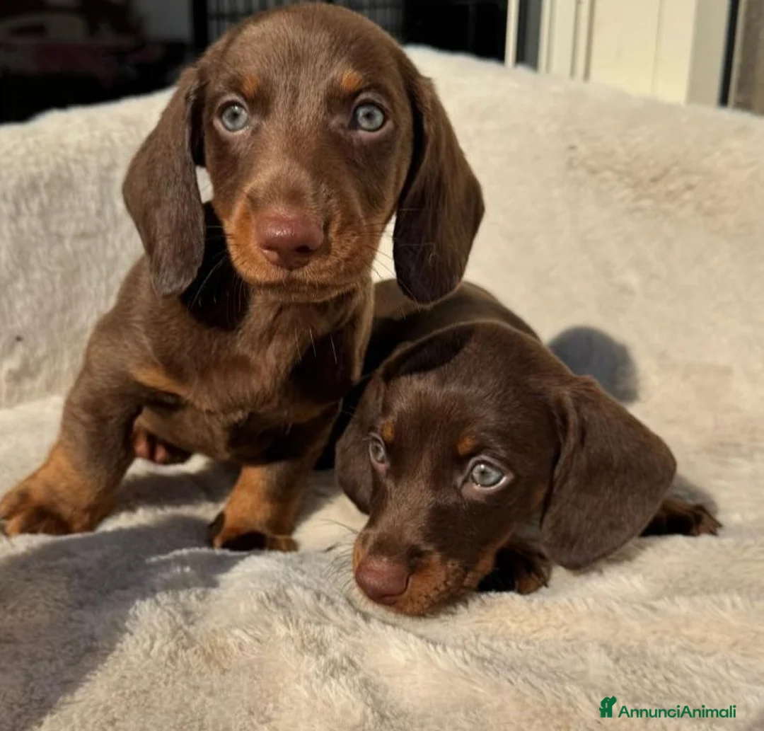Bassotto cani in vendita: Bassotti cuccioli  - Annuncio 1