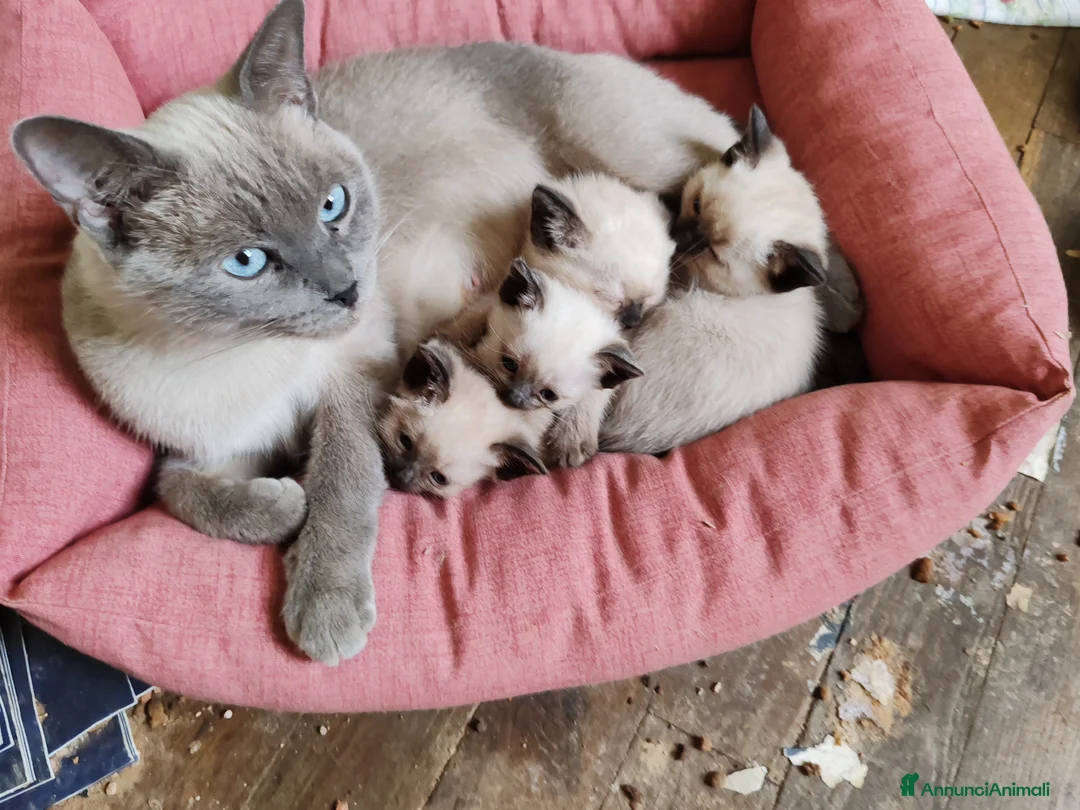 Siamese gatti in vendita: Micetto siamese - Annuncio 1