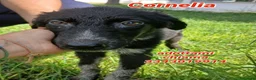 Meticcio cani in regalo:     CORNELIA 🩷 CALZINI BIANCHI, CUORE GRANDE a Provincia di Brescia - Annuncio 1