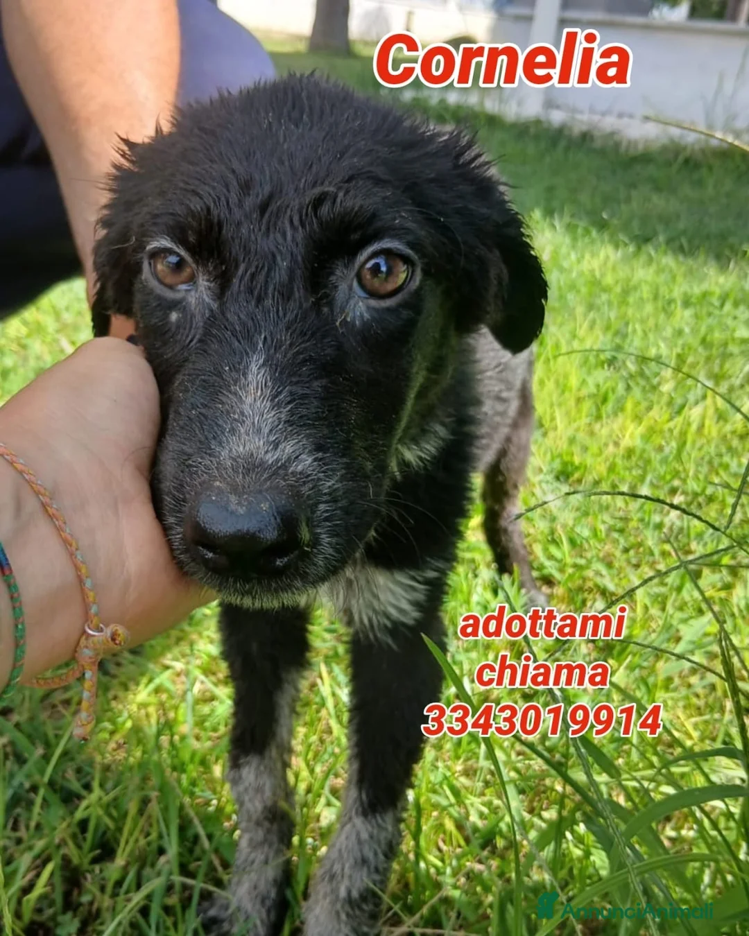 Meticcio cani in regalo:     CORNELIA 🩷 CALZINI BIANCHI, CUORE GRANDE a Provincia di Brescia - Annuncio 1