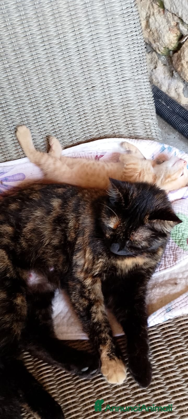 Altre razze gatti in regalo: 4 bellissimi gattini/e vivaci - Annuncio 2