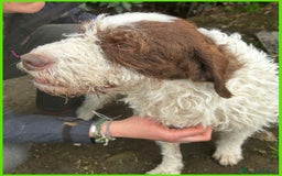 Lagotto cani in regalo: URGENTISSIMO! FORLI' GIOVANE CAGNOLINO CON UNA BRU a Città metropolitana di Milano - Immagine 2